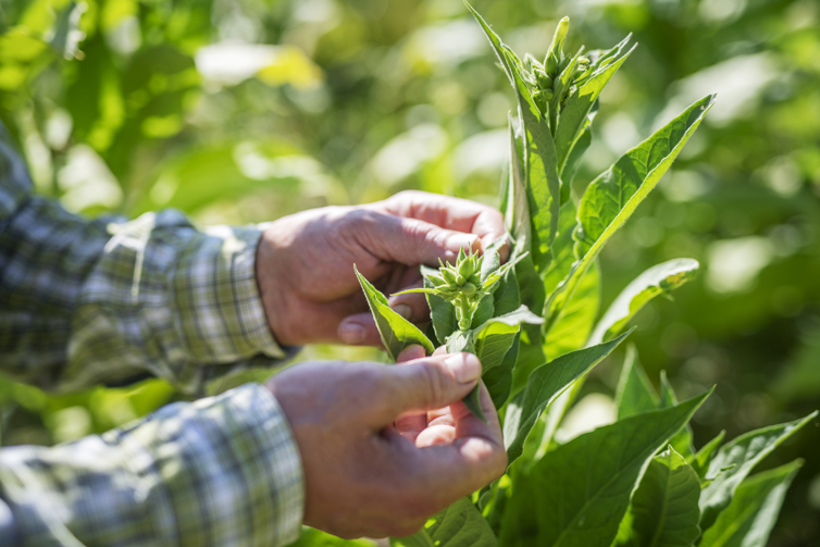 Ein-Mann-prüft-die-Qualität-einer-Tabakpflanze